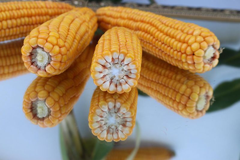 Continental Votyre Reifen 6.50-20 AW reifen Fabrikat Voltyre 6 Loch Felge Innenkranz 200mm Aussendurchmesser 830mm