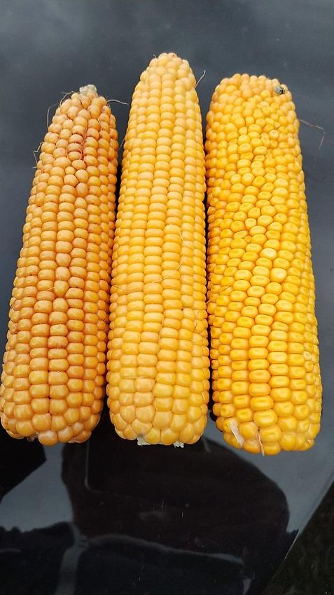 Continental Votyre Reifen 6.50-20 AW reifen Fabrikat Voltyre 6 Loch Felge Innenkranz 200mm Aussendurchmesser 830mm