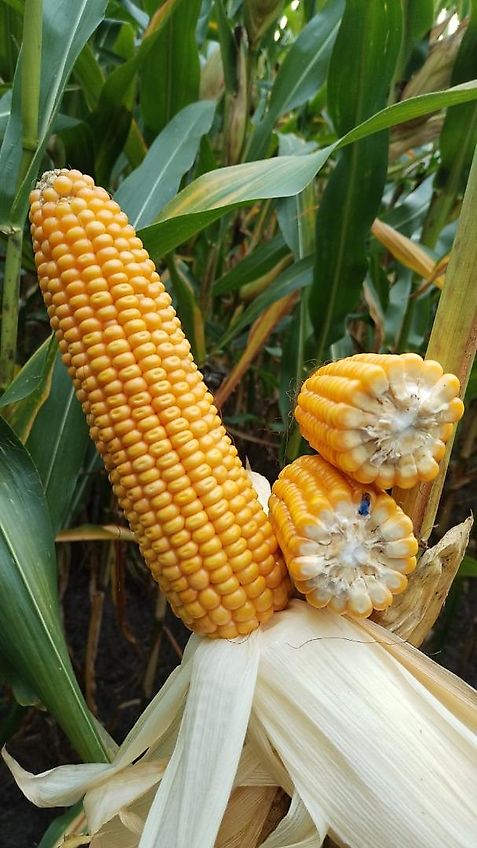 Continental Votyre Reifen 6.50-20 AW reifen Fabrikat Voltyre 6 Loch Felge Innenkranz 200mm Aussendurchmesser 830mm