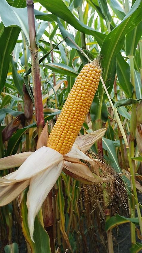 Continental Votyre Reifen 6.50-20 AW reifen Fabrikat Voltyre 6 Loch Felge Innenkranz 200mm Aussendurchmesser 830mm