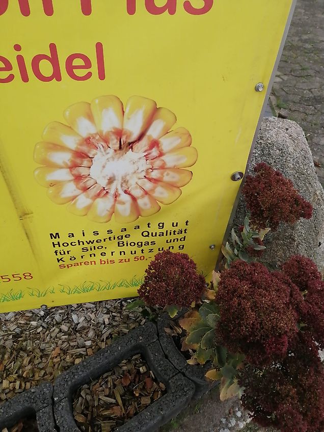 Gruse Gruse Gruse 7 reihiges Hackgerät Hackrahmenbreite 340 cm geklappt gezackte Kulturschutzscheiben ideal für 150cm Spurbreite zum Hacken von 3 Reihen zwischen den Schlepperspuren große Scheibenseche zur exakten Spurführung mit Vibrozinken